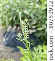 Papilio machaon larva dreaming of flapping 80759912