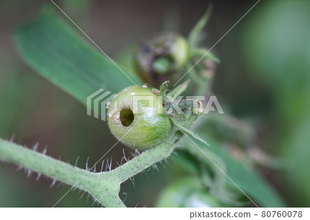 Pests of tomatoes and cherry tomatoes, Helicoverpa armigera, Larvae of Helicoverpa armigera 80760078