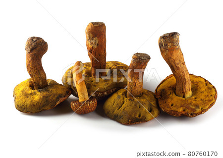 Rugiboletus extremiorientalis mushroom. Far eastern bolete Rugiboletus extremiorientalis mushroom. Far eastern bolete 80760170