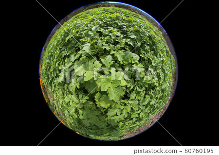 Growing mustard. Circular fisheye photo 80760195