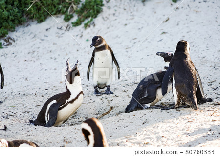 Wild African penguins crying upwards (African penguins) Wild African penguins crying upwards (African penguins) 80760333