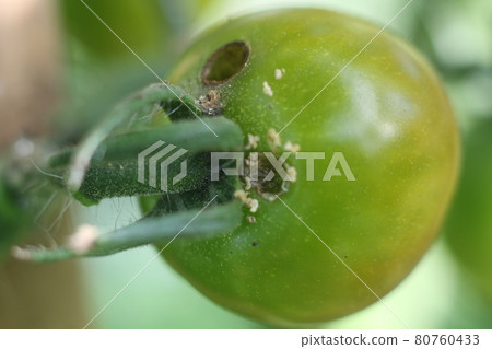Pests of tomatoes and cherry tomatoes, Helicoverpa armigera, Larvae of Helicoverpa armigera 80760433