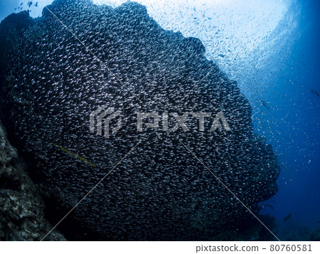 A group of sky-blue daikei A group of sky-blue daikei 80760581