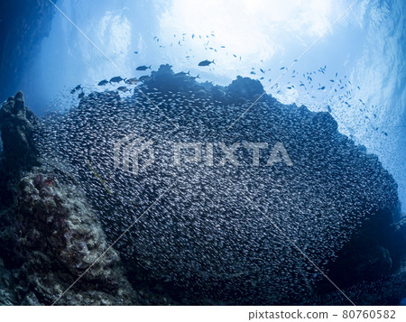A group of sky-blue daikei A group of sky-blue daikei 80760582