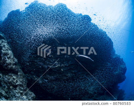 A group of sky-blue daikei A group of sky-blue daikei 80760583