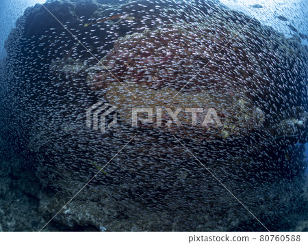 A group of sky-blue daikei 80760588