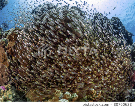 Flock of beetle 80760628