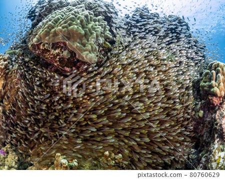 Flock of beetle Flock of beetle 80760629