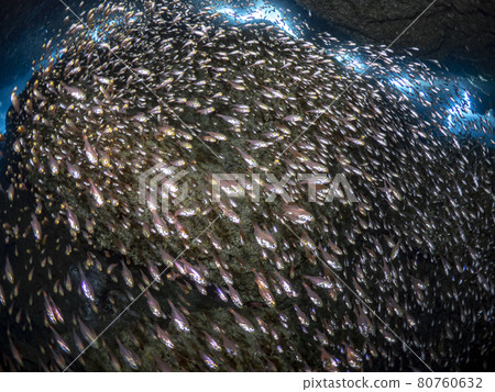 Flock of beetle Flock of beetle 80760632