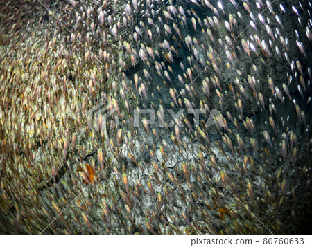 Flock of beetle 80760633