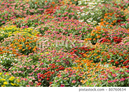Flower garden Flower garden 80760634