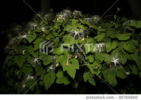 White lace-like crow flowers that bloom on midsummer nights White lace-like crow flowers that bloom on midsummer nights 80760660