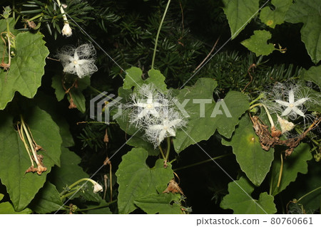 White lace-like crow flowers that bloom on midsummer nights 80760661