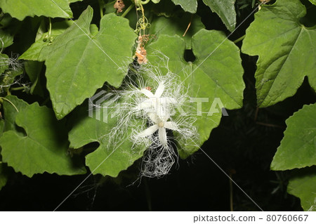 White lace-like crow flowers that bloom on midsummer nights 80760667