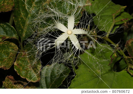 盛夏之夜盛開的白色蕾絲狀烏鴉花 盛夏之夜盛開的白色蕾絲狀烏鴉花 80760672