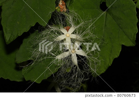 盛夏之夜盛開的白色蕾絲狀烏鴉花 80760673