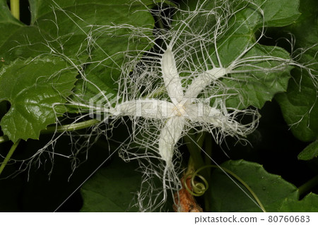 White lace-like crow flowers that bloom on midsummer nights White lace-like crow flowers that bloom on midsummer nights 80760683