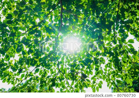 Kamanofuchi公園的陽光（東京青梅市） 80760730