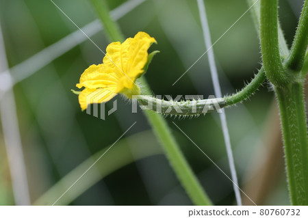 Cucumber flowers 80760732