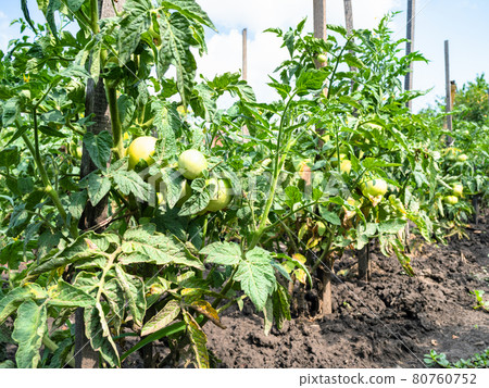 bushes with green unripe tomato fruits outdoors 80760752
