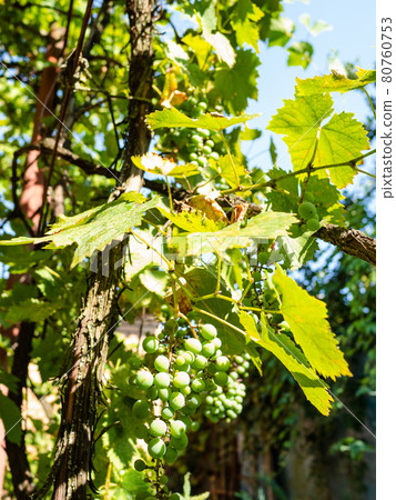 sunlit grapes in vineyard on backyard 80760753