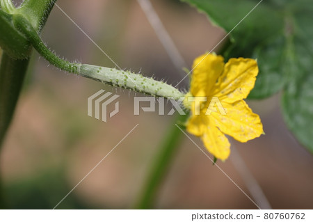 黃瓜花 黃瓜花 80760762