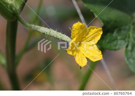 黃瓜花 黃瓜花 80760764