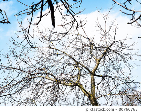 bare branches of apple trees and white cloud bare branches of apple trees and white cloud 80760765