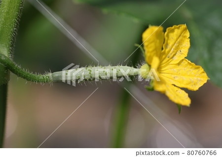 黃瓜花 80760766