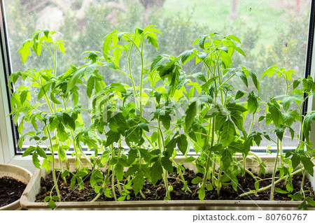 green tomato seedlings in box with soil at home 80760767
