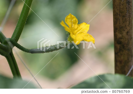 黃瓜花 黃瓜花 80760769