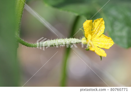 Cucumber flowers Cucumber flowers 80760771