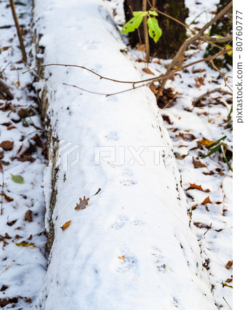 cat footprints on surface of the first snow 80760777