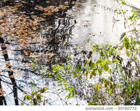 frozen pond with fallen leaves in urban park frozen pond with fallen leaves in urban park 80760778