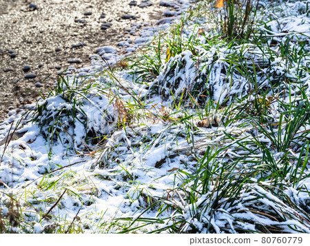 green grass on roadside of frozen dirty road green grass on roadside of frozen dirty road 80760779