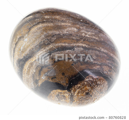 polished stromatolite (stromatolith) gem on white polished stromatolite (stromatolith) gem on white 80760828