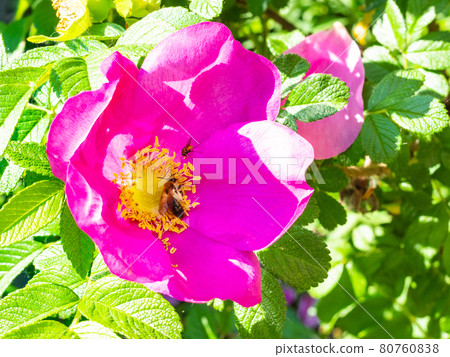 bee and fly collect pollen from of pink flower bee and fly collect pollen from of pink flower 80760838