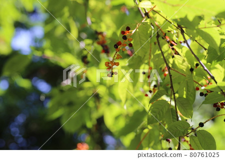 Prunus grayana fruit that has turned orange Prunus grayana fruit that has turned orange 80761025