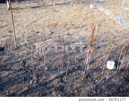 bare raspberry bushes in empty garden in winter bare raspberry bushes in empty garden in winter 80761177