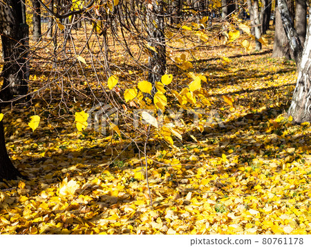 yellow fallen leaves cover an alley in garden 80761178