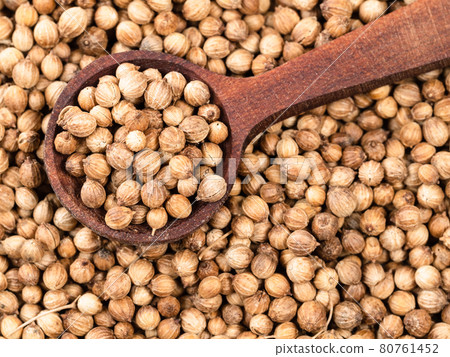 spoon on pile of dried coriander seeds closeup 80761452