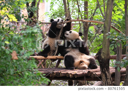 熊貓寶寶在熊貓媽媽附近安心玩耍 80761505