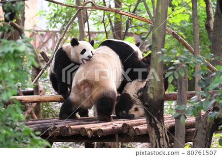 A child panda that can be pampered by a mother on the terrace 80761507