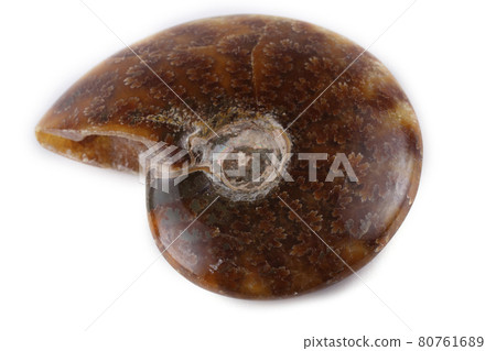 Ammonite isolated on white 80761689