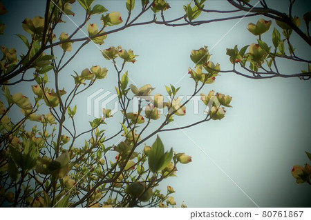 Flower tree 80761867