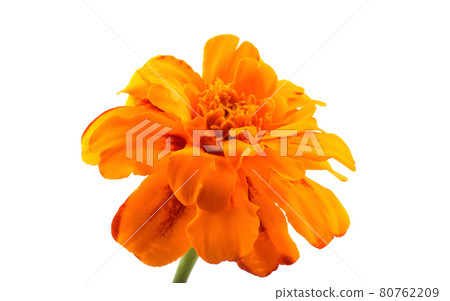 Growing marigold isolated on white 80762209