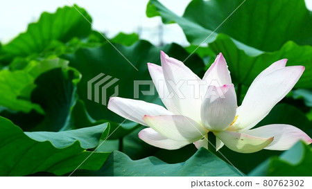 Lotus root flowers with beautiful pale pink Lotus root flowers with beautiful pale pink 80762302