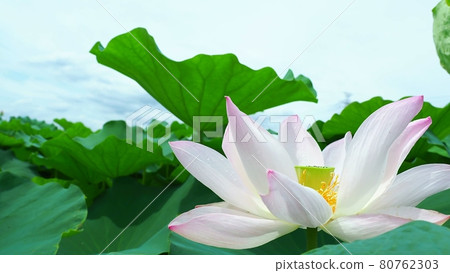 與美麗的淡粉色的蓮藕花 與美麗的淡粉色的蓮藕花 80762303