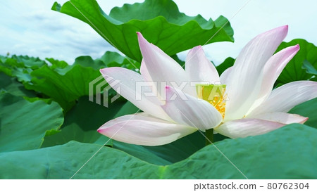與美麗的淡粉色的蓮藕花 與美麗的淡粉色的蓮藕花 80762304