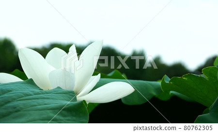 潔白的蓮藕花 80762305